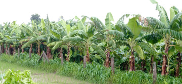 टीकापुरमा केरा खेती फष्टाउँदै